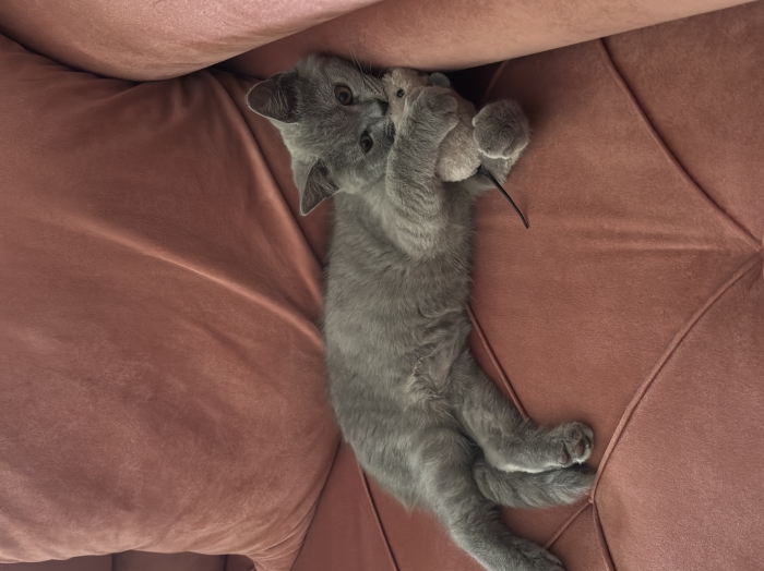 British shorthair