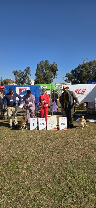 Pures SHIBA INU avec PEDIGREE parents importés