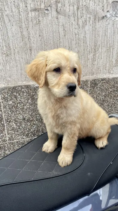 golden retriever