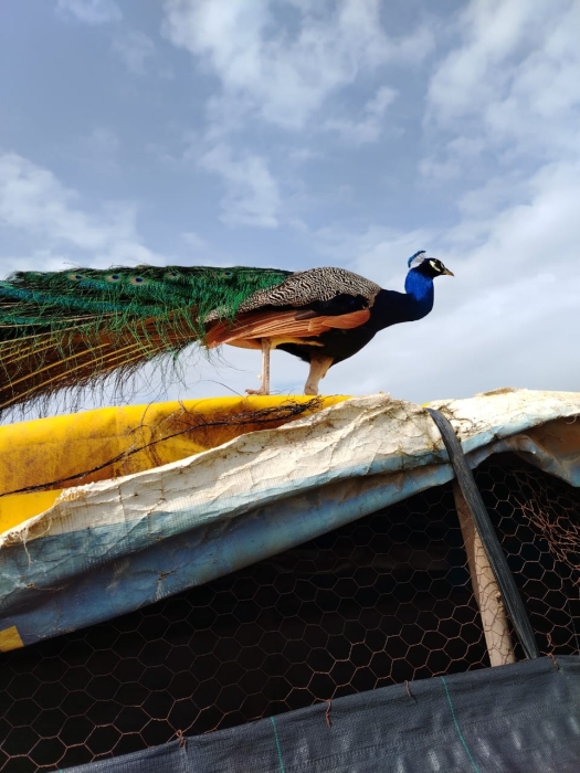 طاووس جميل للبيع 🦚 (ذكر، أنثى)