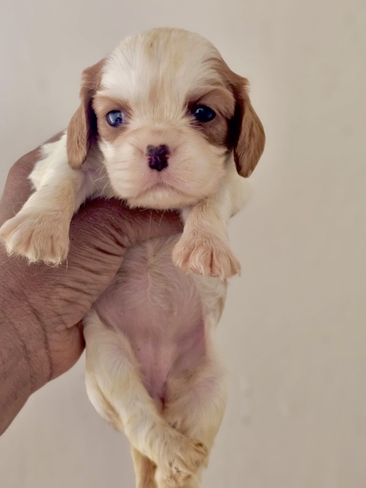 Cavalier King Charles