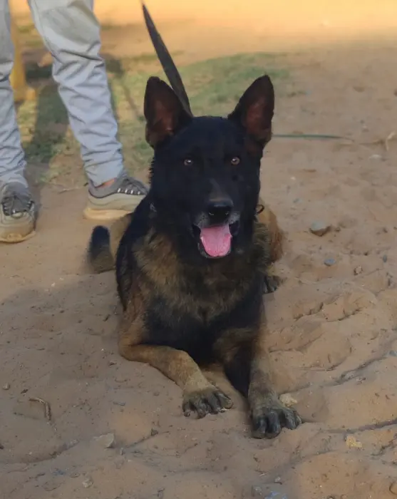 malinois charbonnier