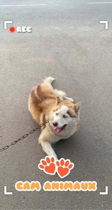 husky siberien/ malamute