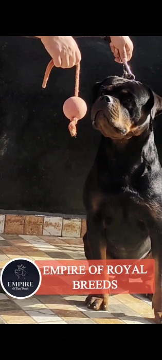 Chiots Rottweiler mâle et femelle de 6 mois à vendre