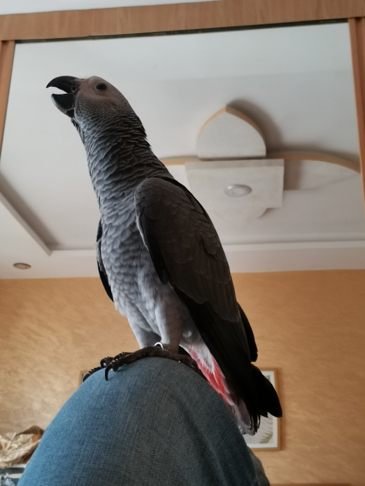 Bébé Perroquet gabonai