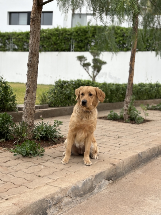 Labrador Golden retriever