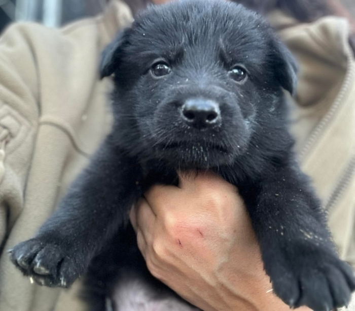 Chiot Bergers Allemands de disponible Noir / Gris / Bi-colore