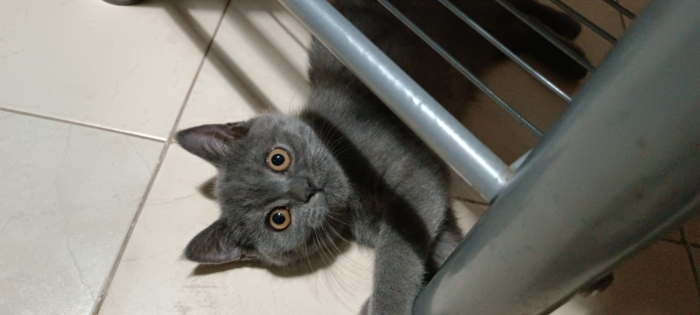 British shorthair Males