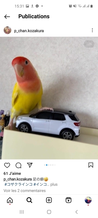 Insepabel rouz lutino