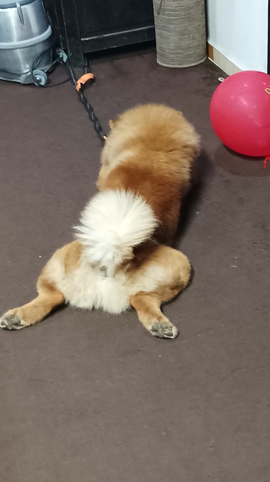 Chow chow pure race 10 mois