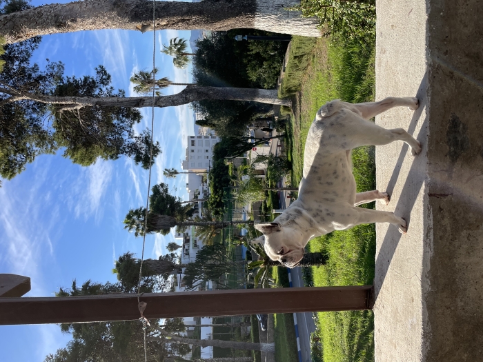 Bulldog français à vendre