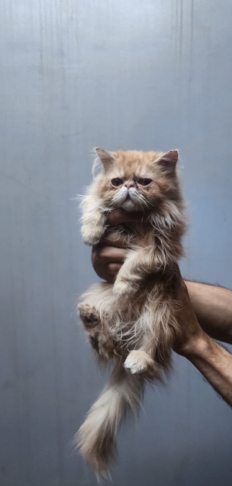 Chaton persan vendre