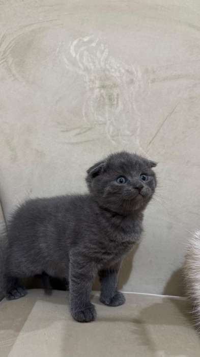 Scottish fold & british