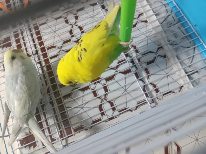 Le melleur Couple de piroche