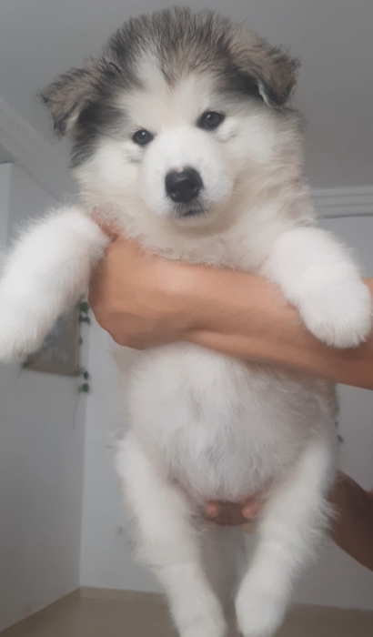Puppy alaskan malamute