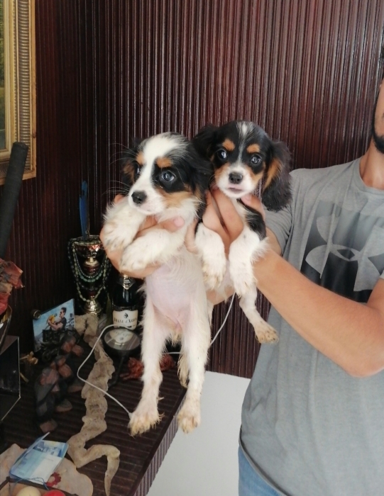 Cavalier king charles