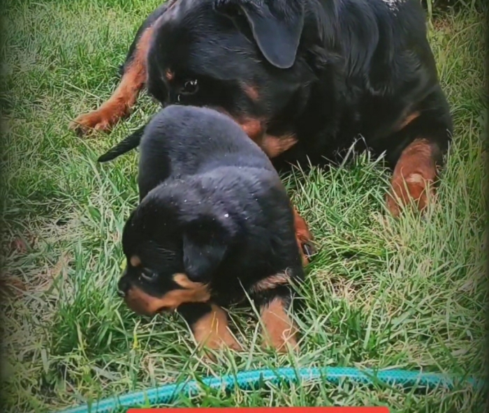 Chiots rottweiler à vendre