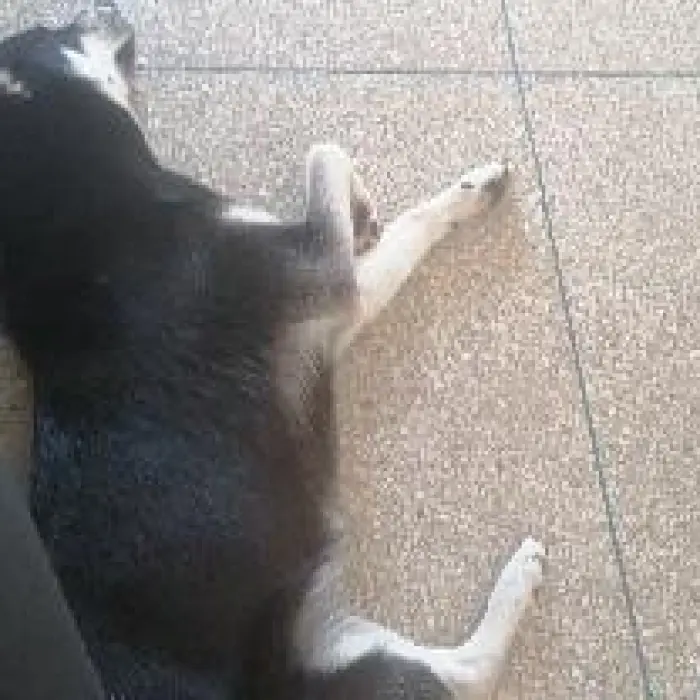 Chien Husky female 1an et 6 mois