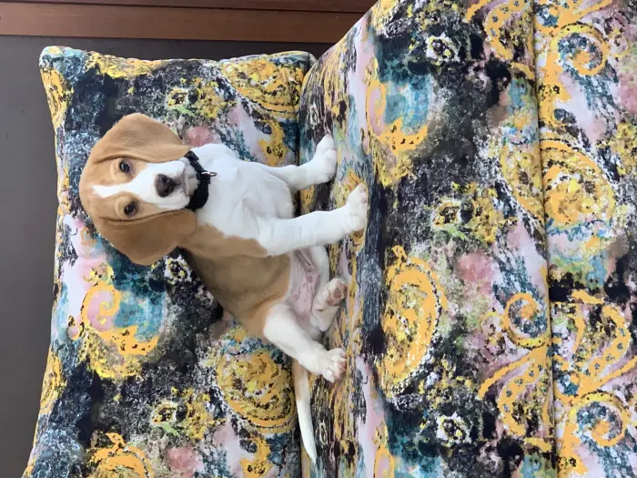 Beagle