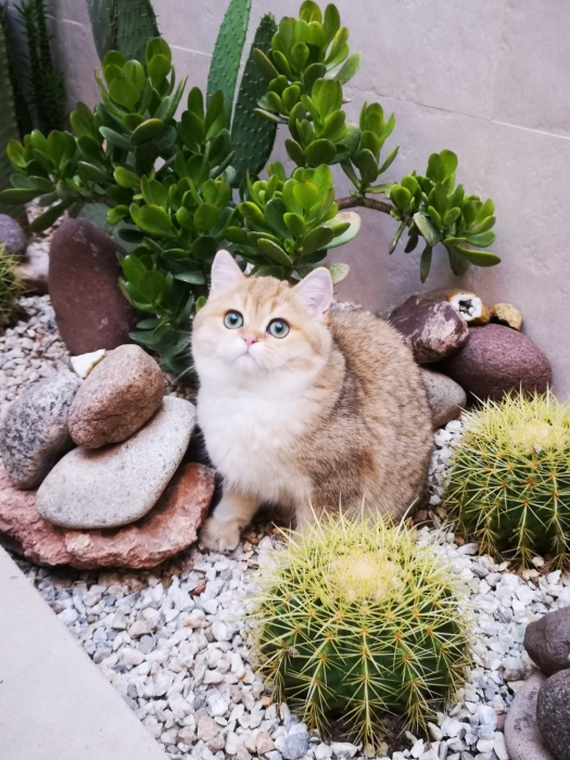 British shorthair cat