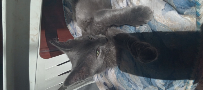 Nebelung original