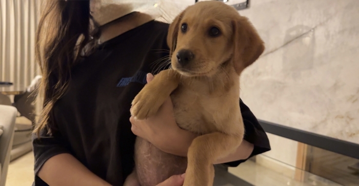 Golden labrador