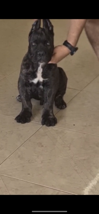 Canecorso top qualité lignée de grand gabarit