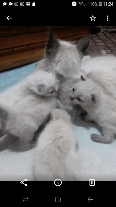 siamoa bermanie et hamalai 3 garcon 3 fille