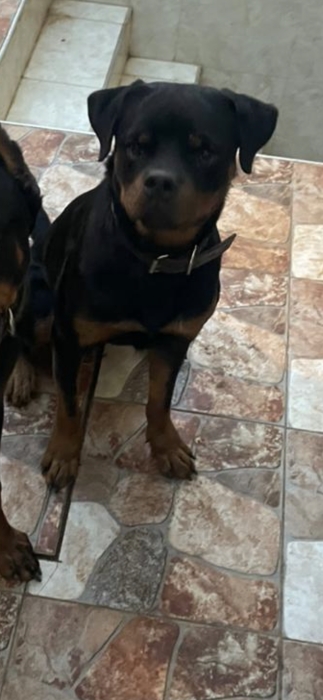 Rottweiler pedigree
