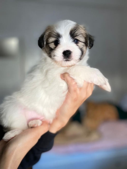 Adorable chiots a vendre