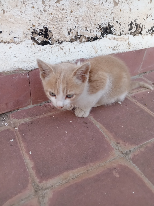 Azur (Chonchon) chaton de 4 mois