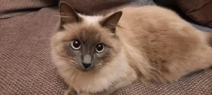 Siamois femelle à vendre