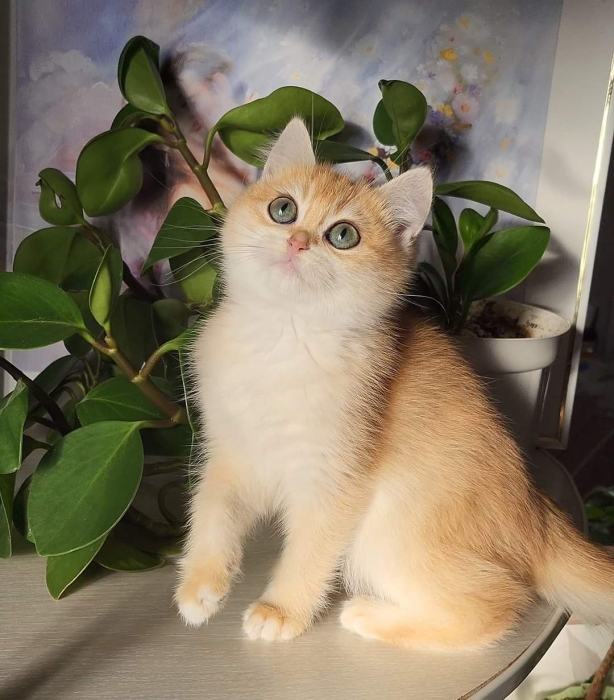 British golden shell et heightlend