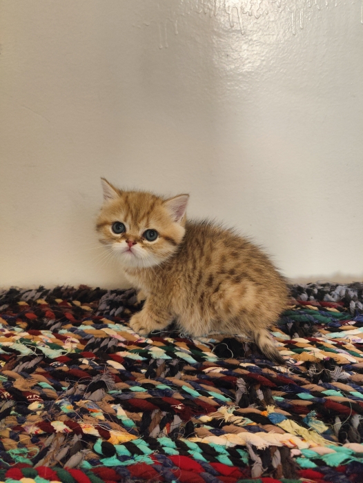 Petit mâle Golden Shaded