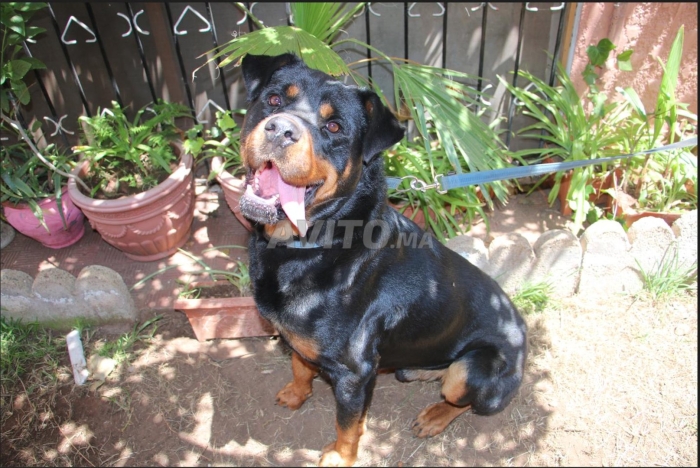Rottweiler pure race