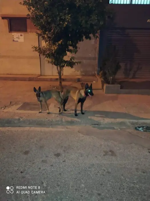 vente de 4 malinois charbonniers femelles