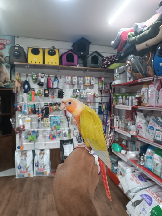 Conure de molina mutation suncheek