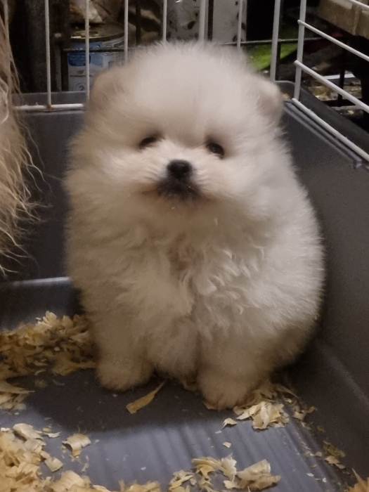 Des magnifiques chiots spitz male et femelle