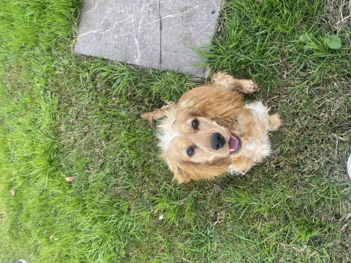 Cocker Spaniel anglaise