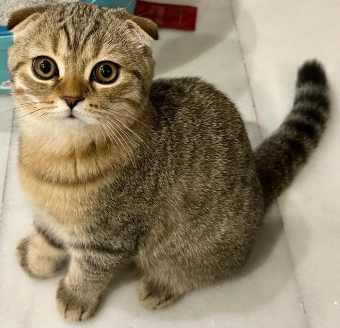 Magnifiques chatons scottishs Folds Pure race