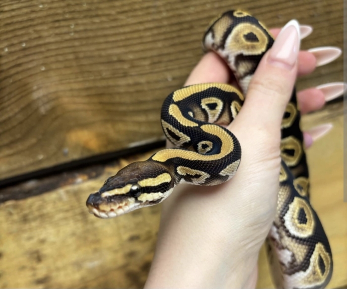 Serpent ball python
