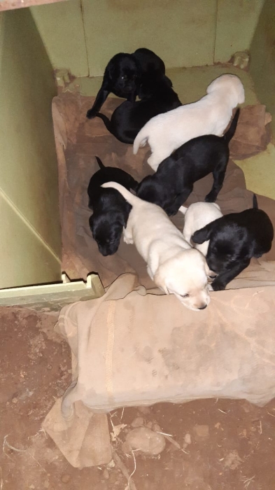 Vente de chiots labrador pure race