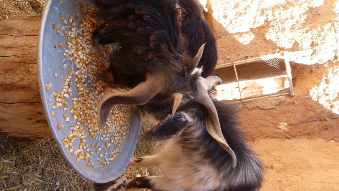 المعز ، قلعة مكونة