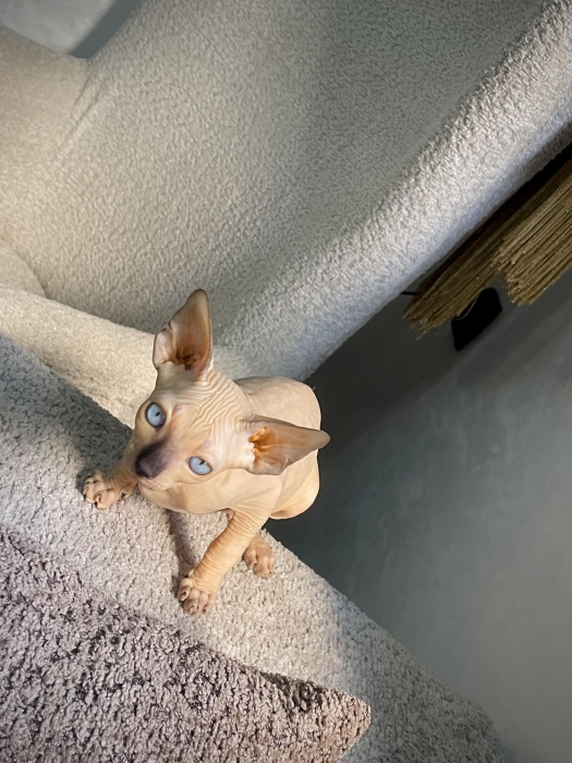 القط الفرعوني