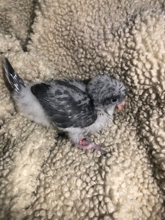 Bébés Quaker de différentes Mutation.