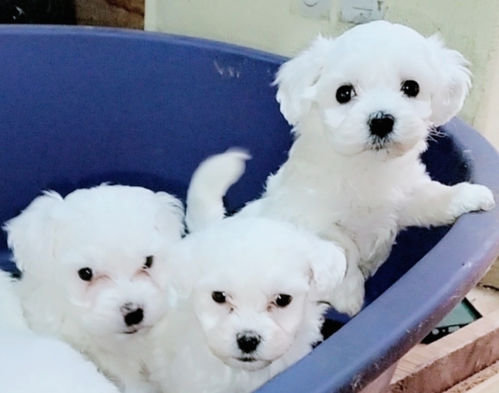 Bichon maltais