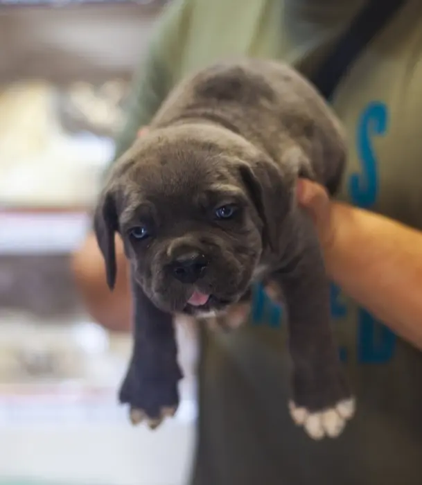Disponibles magnifiques chiot male cane cone corso