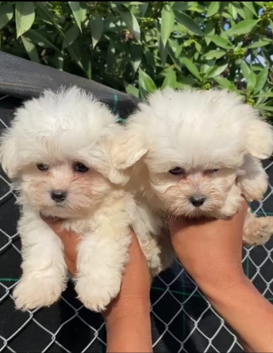 Bichon Maltais
