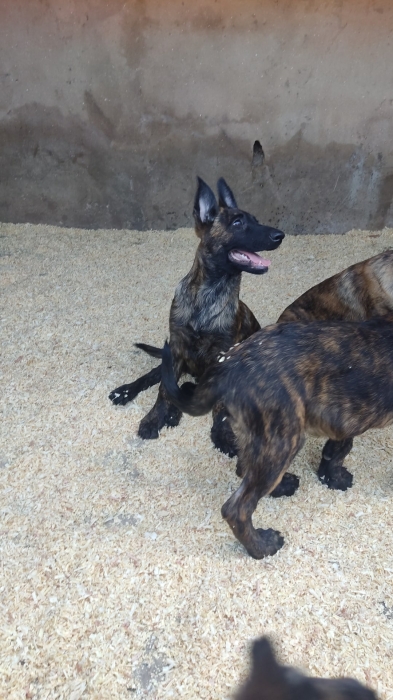 Chiots berger hollandais