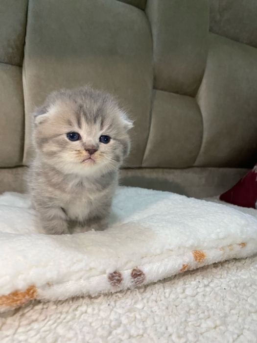 Scottish fold et British